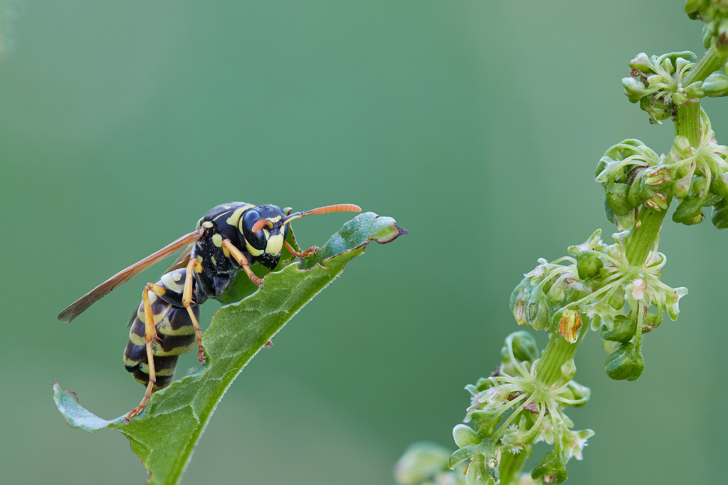 Polistes dominula   Französische Feldwespe   0046